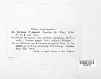 Caeoma evonymi image